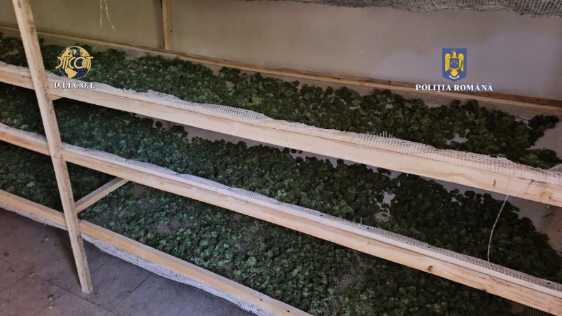 Plantație de canabis, descoperită sub benzile transportatoare de cărbune dezafectate de la Termocentrala Rovinari 18862902