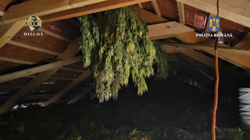 Plantație de canabis, descoperită sub benzile transportatoare de cărbune dezafectate de la Termocentrala Rovinari 18862903