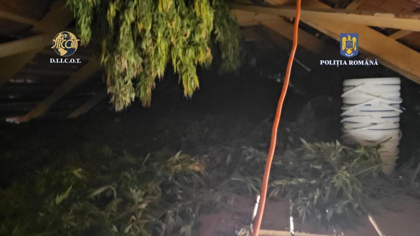 Plantație de canabis, descoperită sub benzile transportatoare de cărbune dezafectate de la Termocentrala Rovinari 18862905