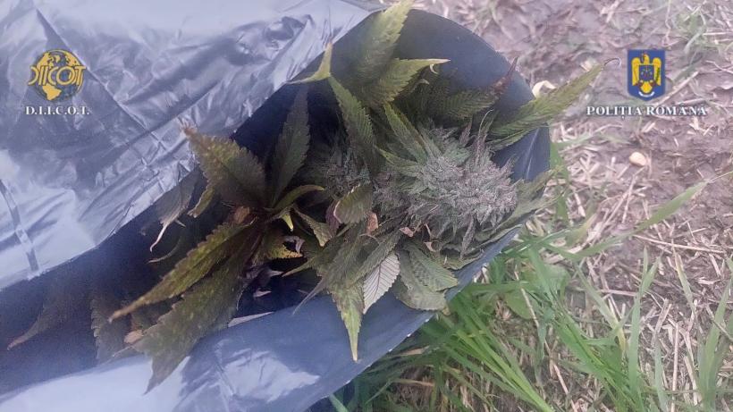 A fost descoperită o nouă plantație de cannabis pe un teren de lângă Luduș