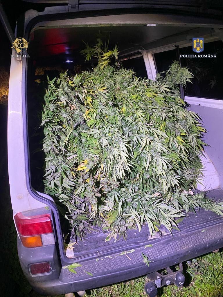A fost descoperită o nouă plantație de cannabis pe un teren de lângă Luduș 18863534