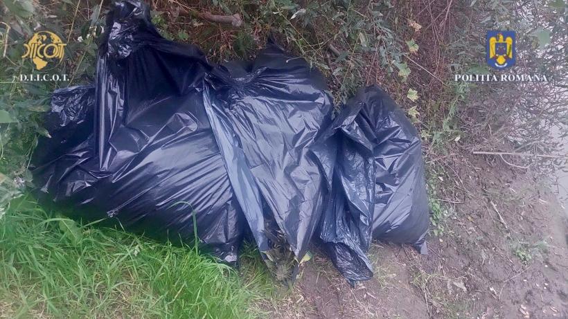 A fost descoperită o nouă plantație de cannabis pe un teren de lângă Luduș 18863535