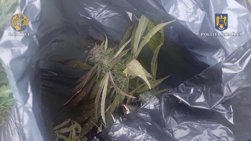 A fost descoperită o nouă plantație de cannabis pe un teren de lângă Luduș 18863536