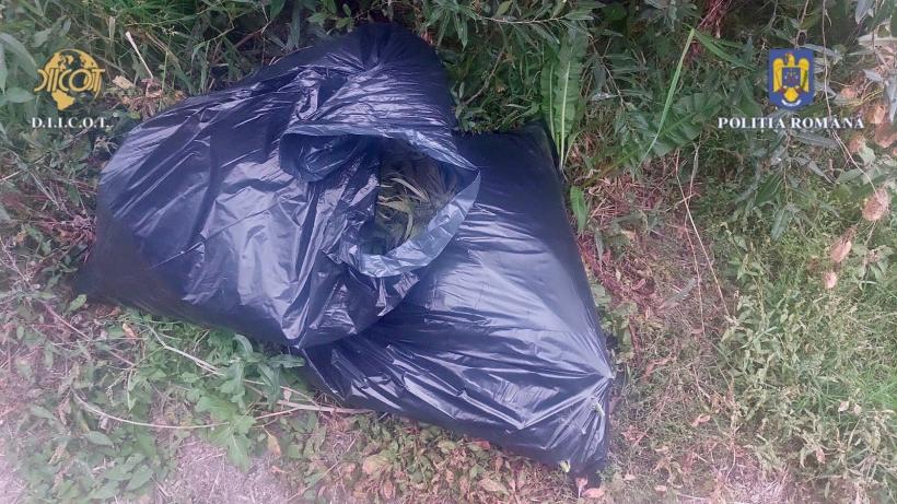 A fost descoperită o nouă plantație de cannabis pe un teren de lângă Luduș 18863537