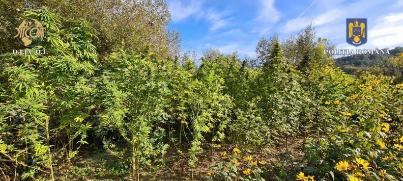 A fost descoperită o nouă plantație de cannabis pe un teren de lângă Luduș 18863538