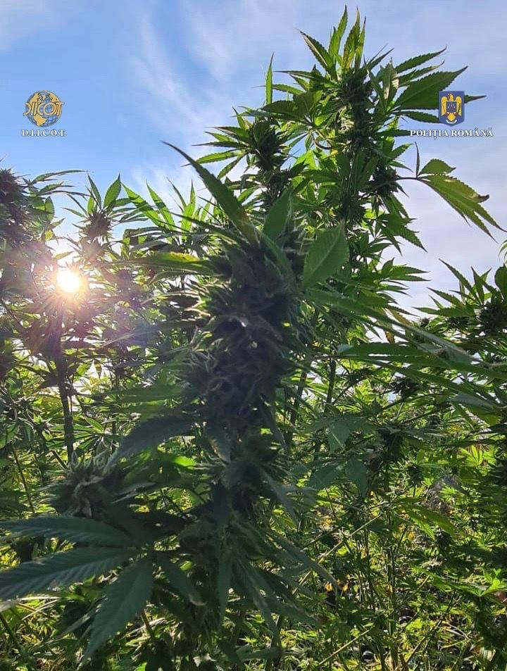A fost descoperită o nouă plantație de cannabis pe un teren de lângă Luduș 18863539