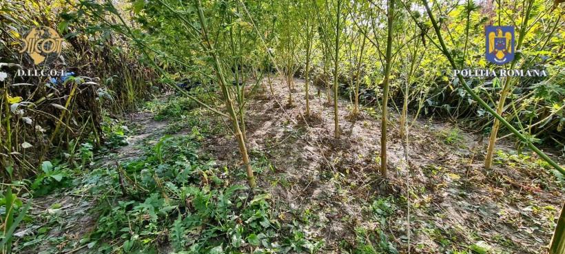 A fost descoperită o nouă plantație de cannabis pe un teren de lângă Luduș 18863540