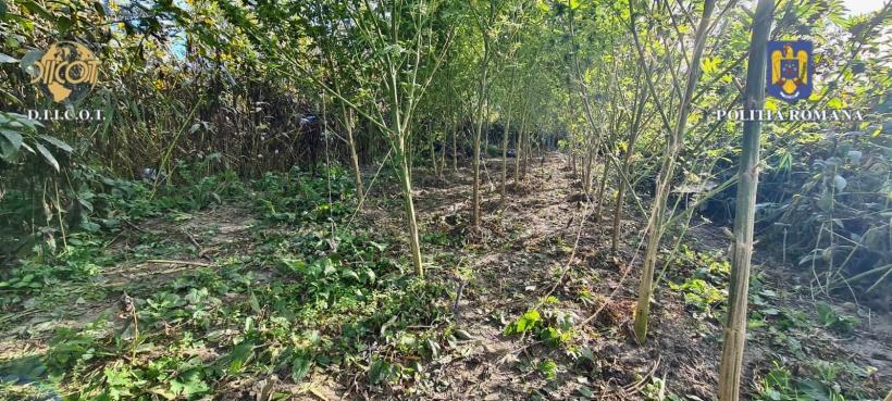 A fost descoperită o nouă plantație de cannabis pe un teren de lângă Luduș 18863541