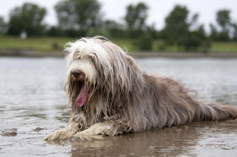 5 rase de câini care iubesc apa. Sunt încântați să se alăture distracțiilor acvatice