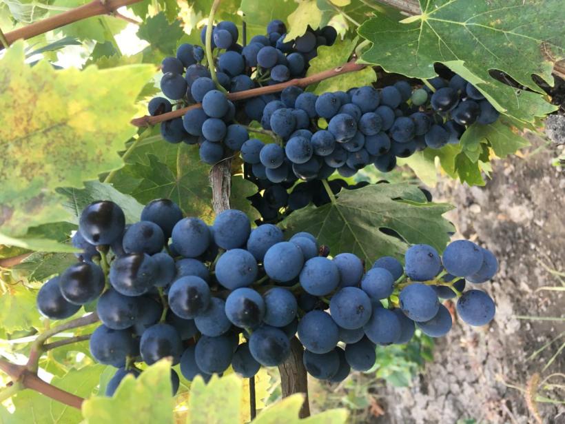 Strugure: cum ne-am îmbogățit cu fructul care (ni) se urcă la cap 18863542