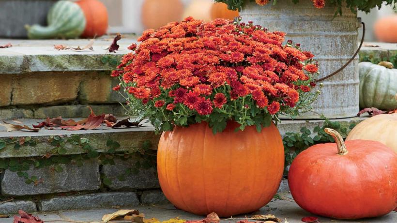 Cuvinte și expresii cu origini uitate ori pierdute. Enigme lingvistice ale limbii române „… zuna mă-tii!” - ocara taților neduși la biserică 18863761