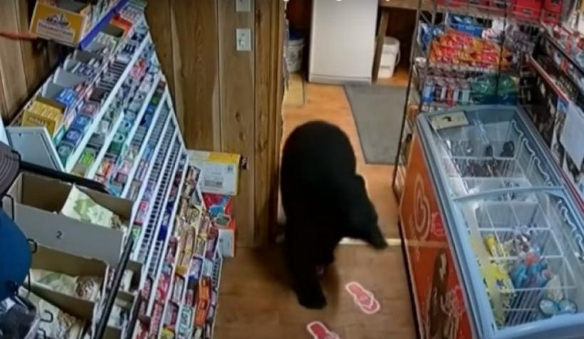 Întâmplare amuzantă. Un urs a furat o pungă cu jeleuri dintr-o benzinărie