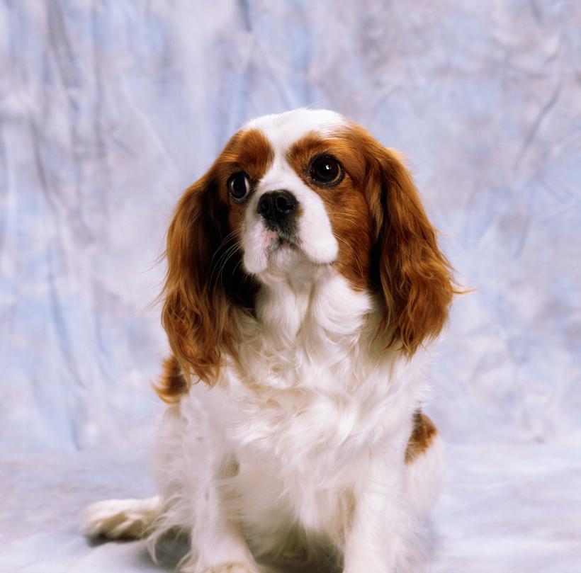 Cei mai longevivi câini. Cât trăiesc 18 dintre cele mai populare rase de câini 18865432