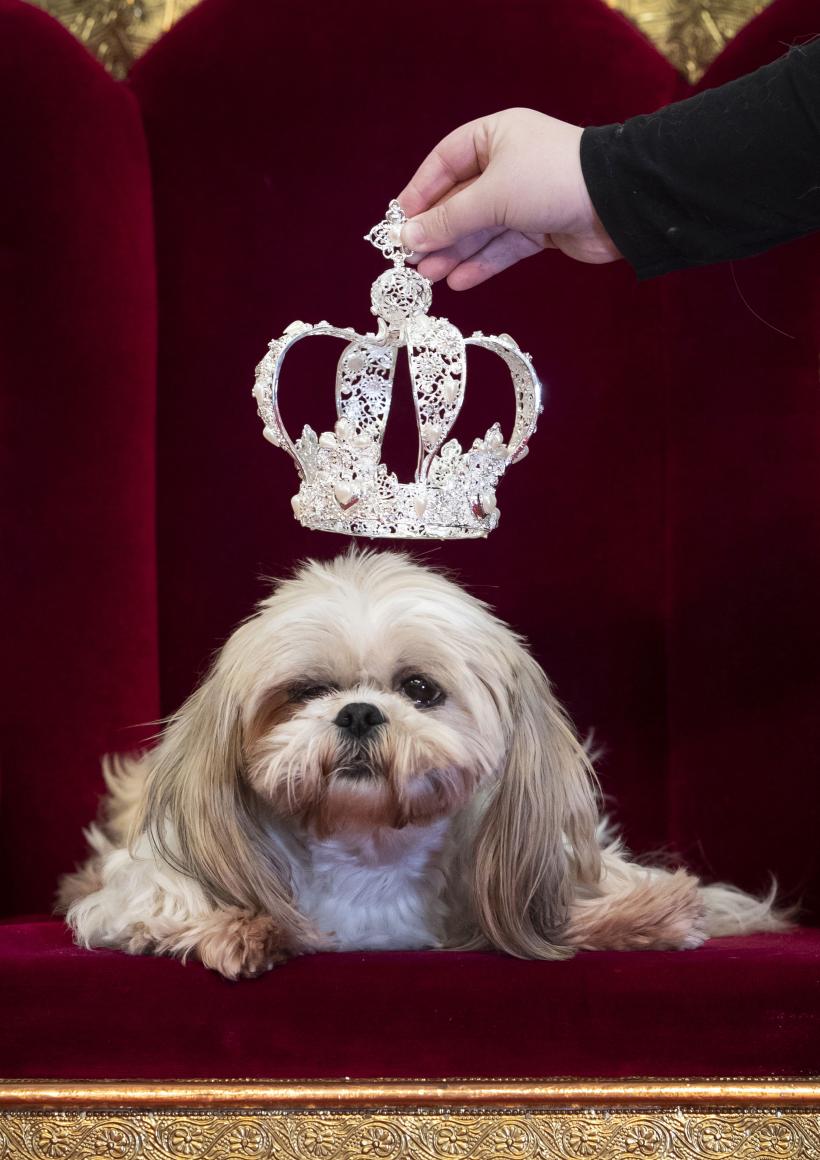 Cei mai longevivi câini. Cât trăiesc 18 dintre cele mai populare rase de câini 18865433