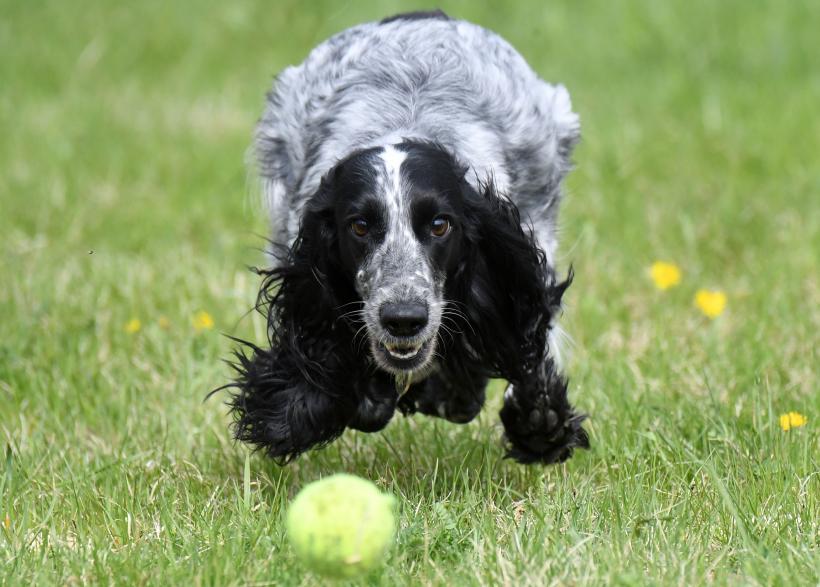 Cei mai longevivi câini. Cât trăiesc 18 dintre cele mai populare rase de câini 18865435