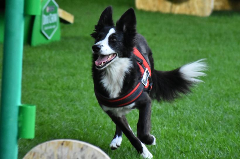 Cei mai longevivi câini. Cât trăiesc 18 dintre cele mai populare rase de câini 18865436