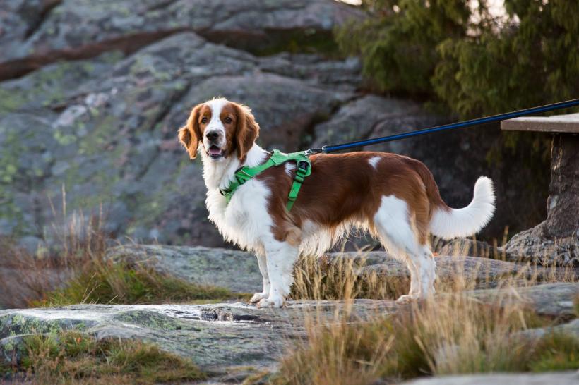 Cei mai longevivi câini. Cât trăiesc 18 dintre cele mai populare rase de câini 18865437