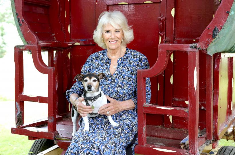 Cei mai longevivi câini. Cât trăiesc 18 dintre cele mai populare rase de câini 18865438