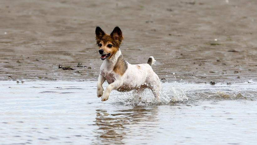 Cei mai longevivi câini. Cât trăiesc 18 dintre cele mai populare rase de câini 18865439