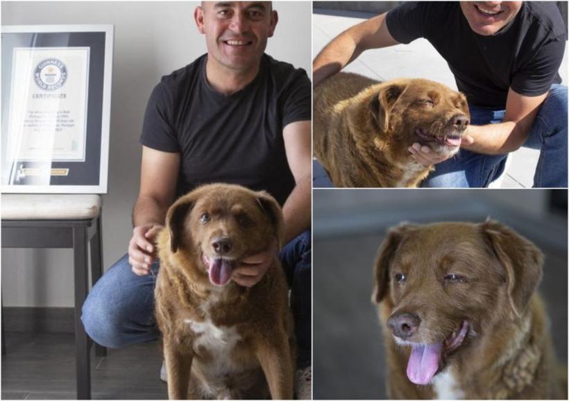 Bobi, cel mai bătrân câine din lume, a murit la cinci luni după ce a împlinit 31 de ani