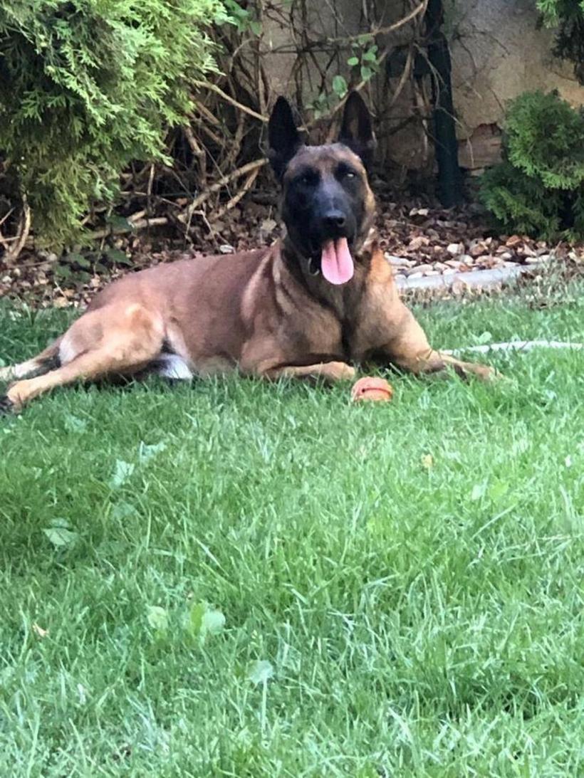 Peste 1 kg de canabis, descoperit de câinele Athos 18865857