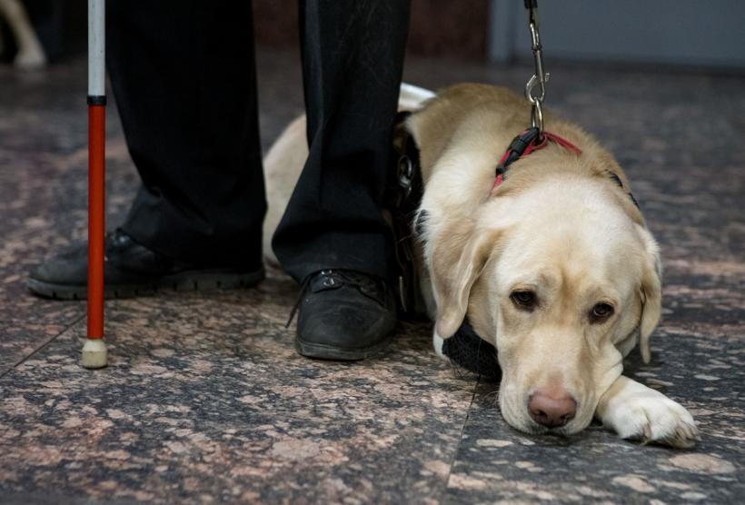 Proiect adoptat la Senat: Acces neîngrădit al persoanelor cu dizabilități însoțite de câini ghid