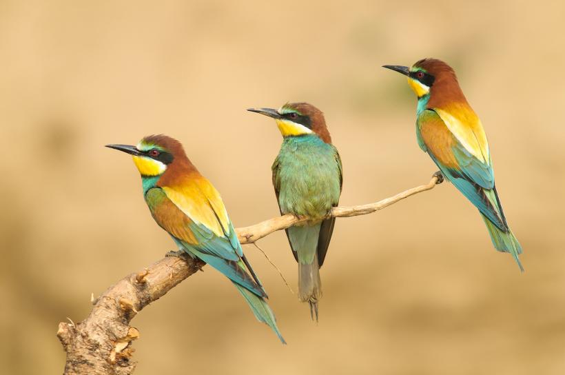 Aplicația România Sălbatică se relansează într-o variantă mai complexă și mult mai interactivă 18866121