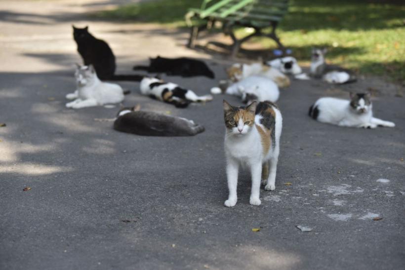 Peste 1.000 de pisici salvate în China, înainte de a fi sacrificate și vândute