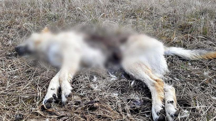 Imagini dramatice în Gorj. 23 de câini morți, găsiți pe un drum forestier 