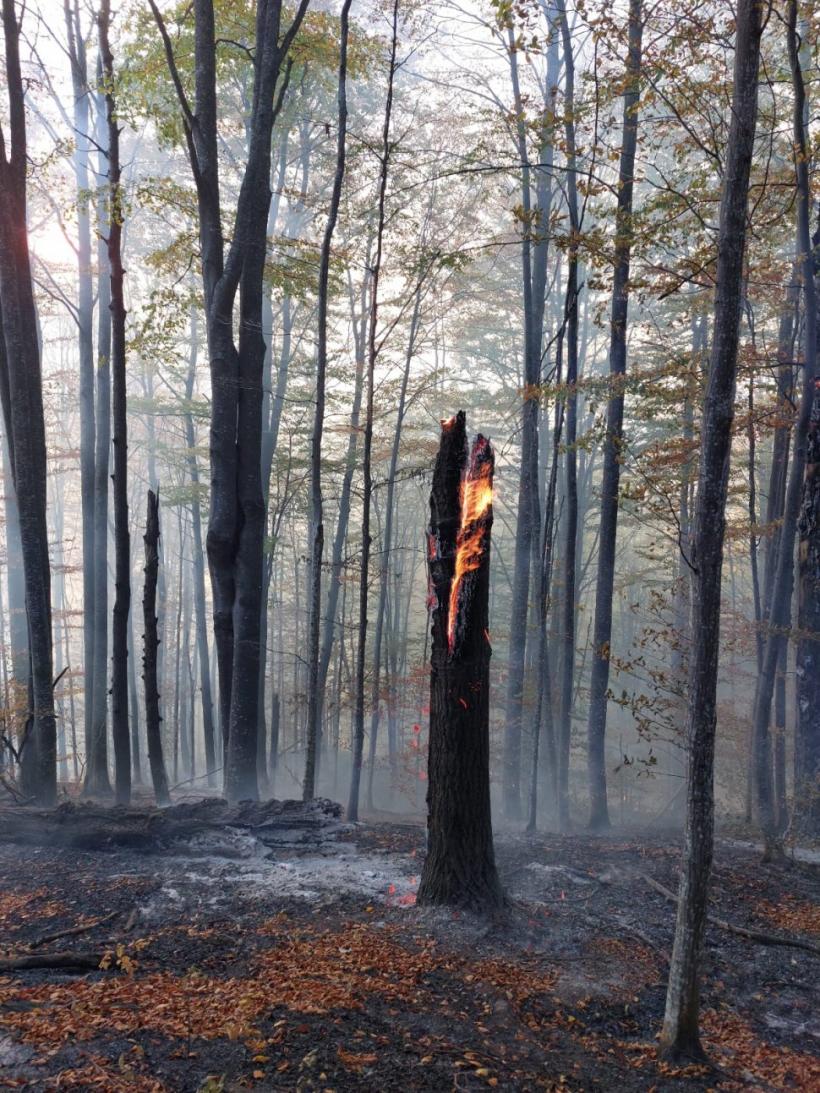 Incendiu puternic pe Valea Doftanei în zona Barajului Paltinu. Pompierii se luptă să stingă 12.000 de mp de pădure. 18867344