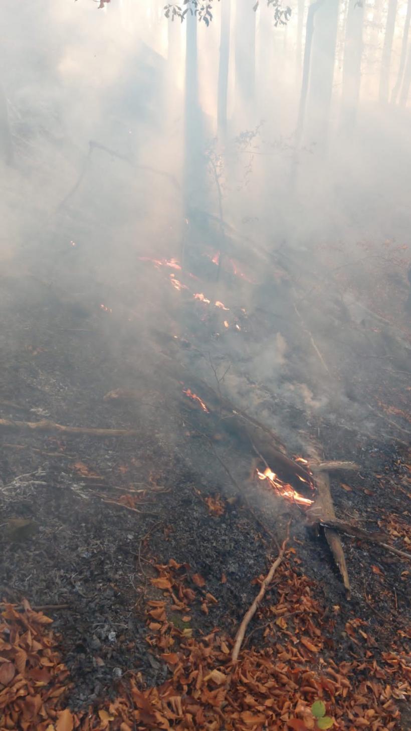 Incendiu puternic pe Valea Doftanei în zona Barajului Paltinu. Pompierii se luptă să stingă 12.000 de mp de pădure. 18867345