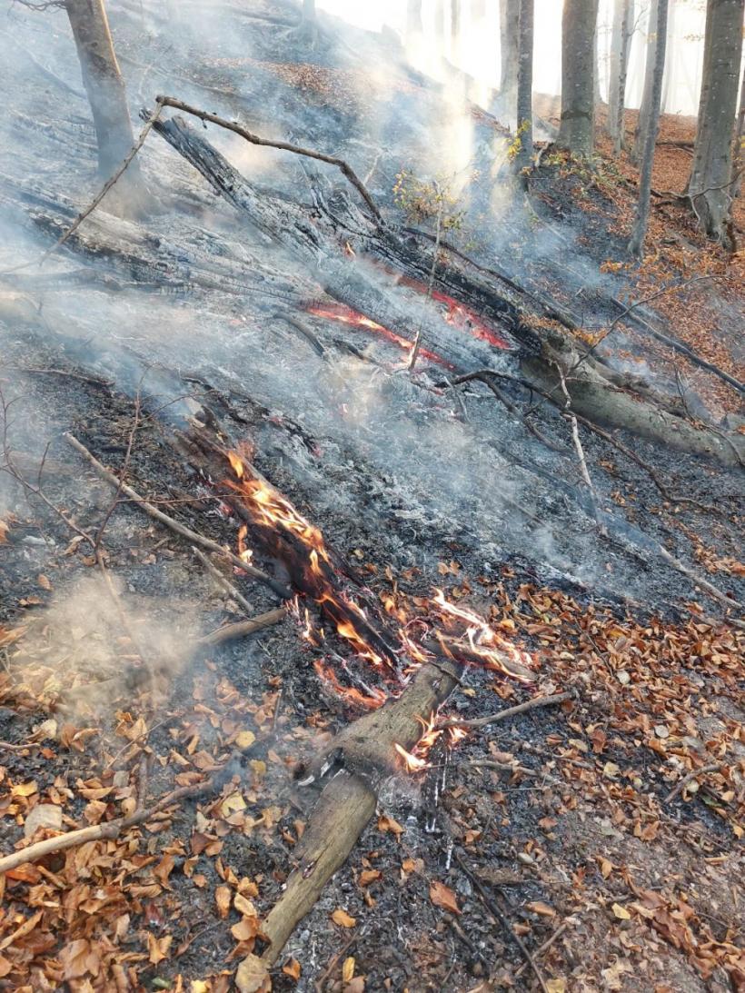 Incendiu puternic pe Valea Doftanei în zona Barajului Paltinu. Pompierii se luptă să stingă 12.000 de mp de pădure.