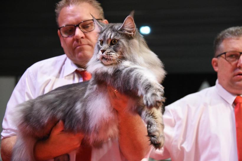 România are cel mai frumos motan din lume 18867408