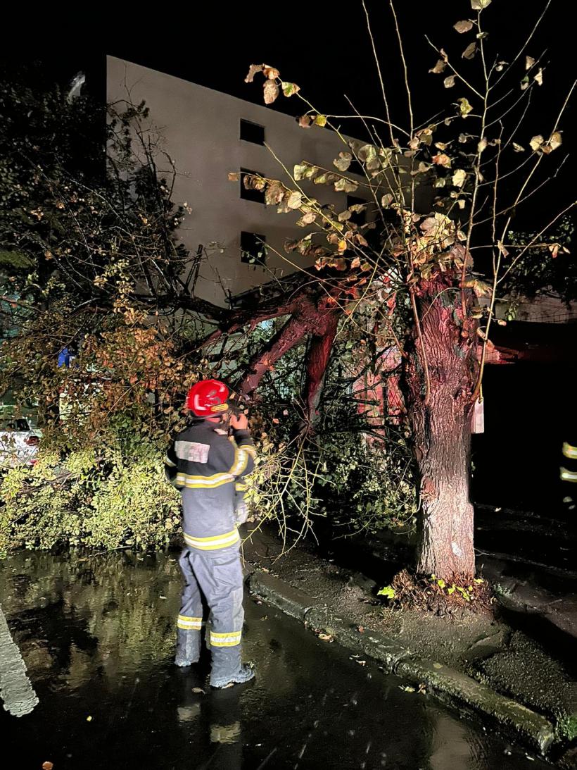 Furtuna face ravagii în județul Constanța. Copaci prăbușiți, stâlpi de electricitate căzuți pe șosea și mașini avariate 18868132