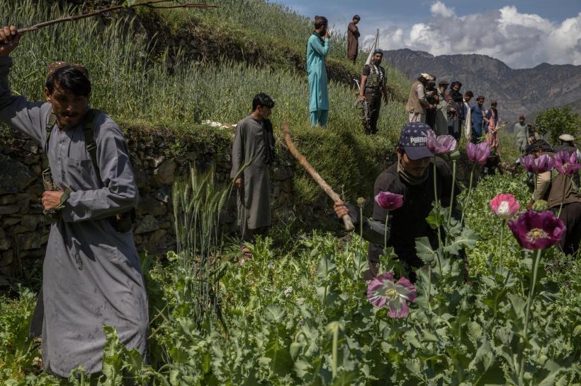 Exporturile de mac pentru opiu din Afganistan au scăzut cu 95% 18868228