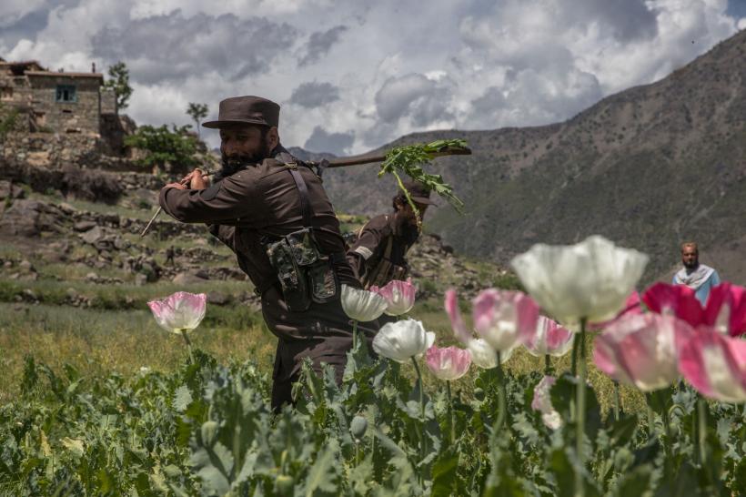 Exporturile de mac pentru opiu din Afganistan au scăzut cu 95%