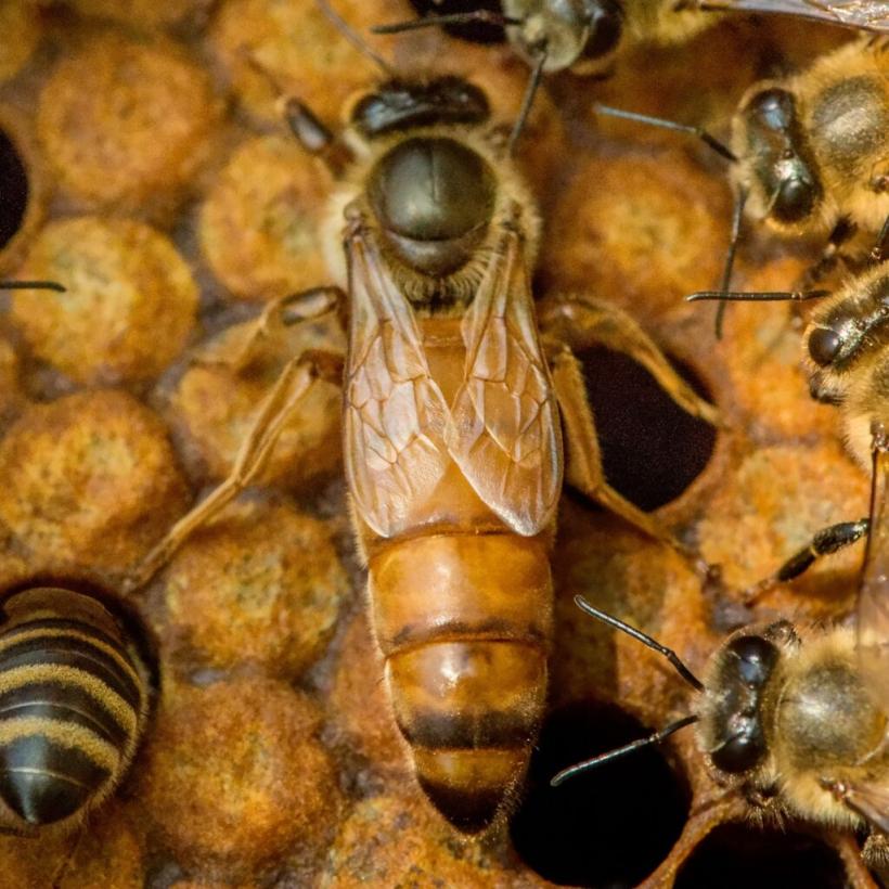 Ceara de albine, beneficii nebănuite asupra sănătății