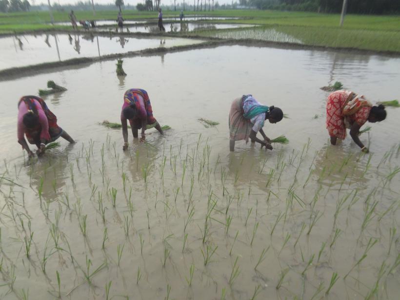 Criza orezului, cea mai mare din ultimii 20 de ani 18868724