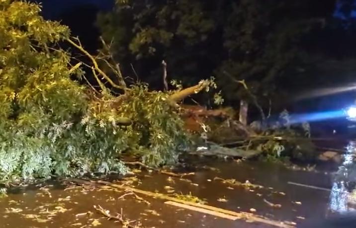 Un copac a căzut peste o maşină, în Harghita. O persoană este rănită