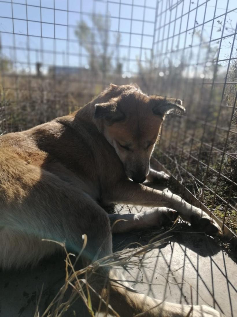 Protecția Animalelor a capturat 148 de câini din zona Lacul Morii 