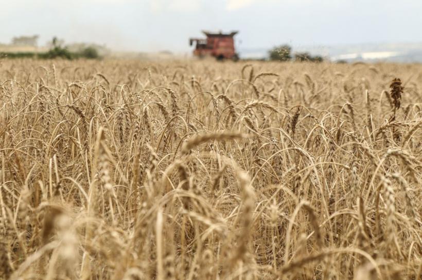 Fermierii români, lăsați fără afaceri de câte ori e România în topul producției de grâu 18869577