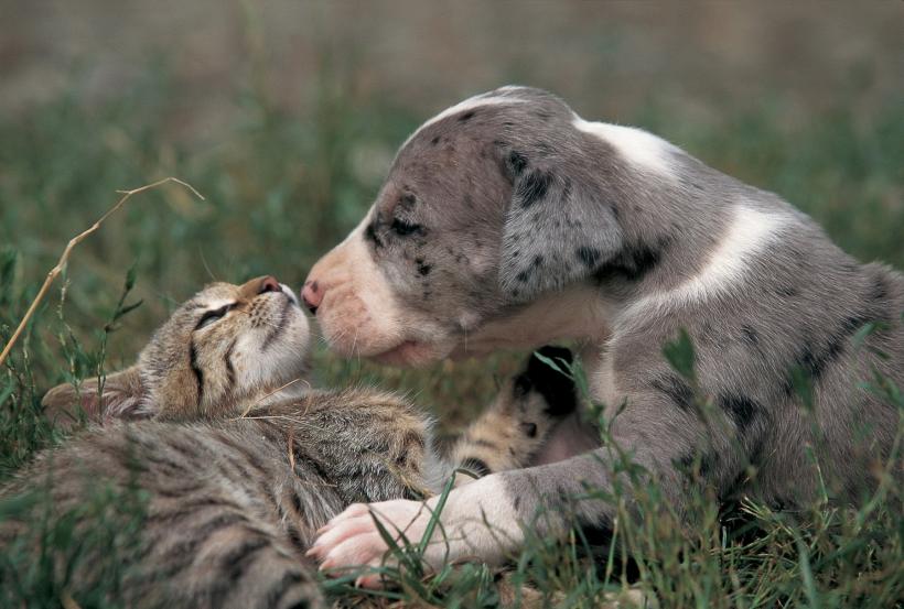 Câini versus pisici. Care sunt preferințele iubitorilor de animale de companie