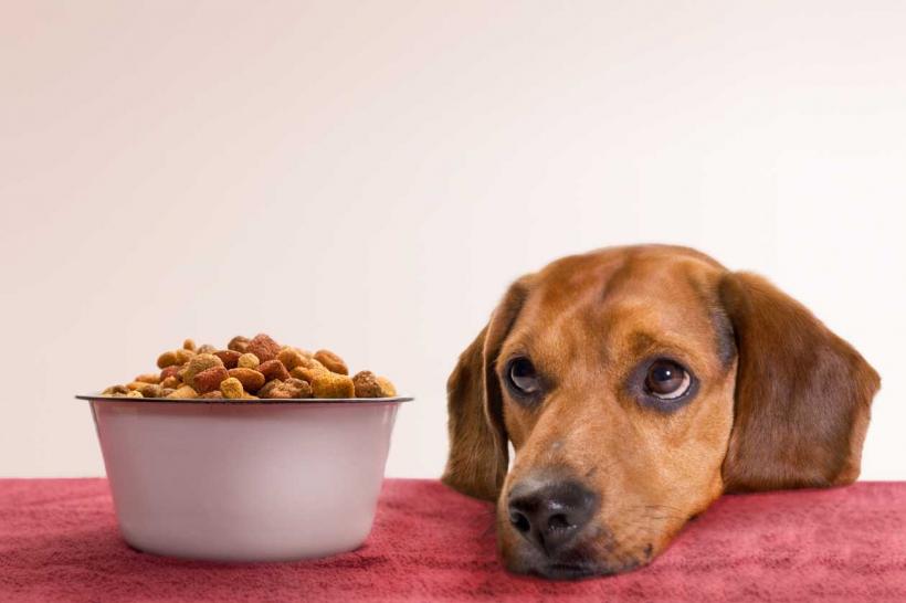 Mâncare umedă conservată în dieta câinelui tău