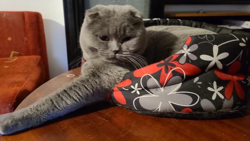 Ce ne „spun” pisicile noastre prin diferite comportamente 18870964