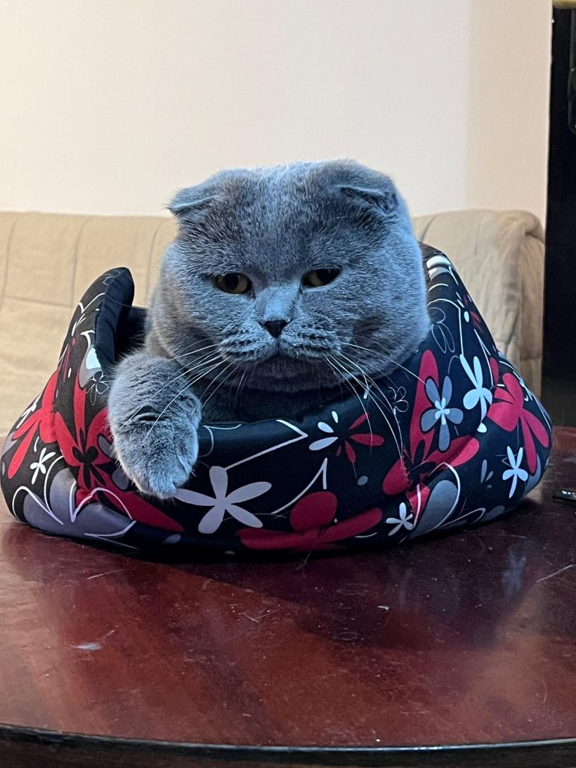 Ce ne „spun” pisicile noastre prin diferite comportamente 18870966