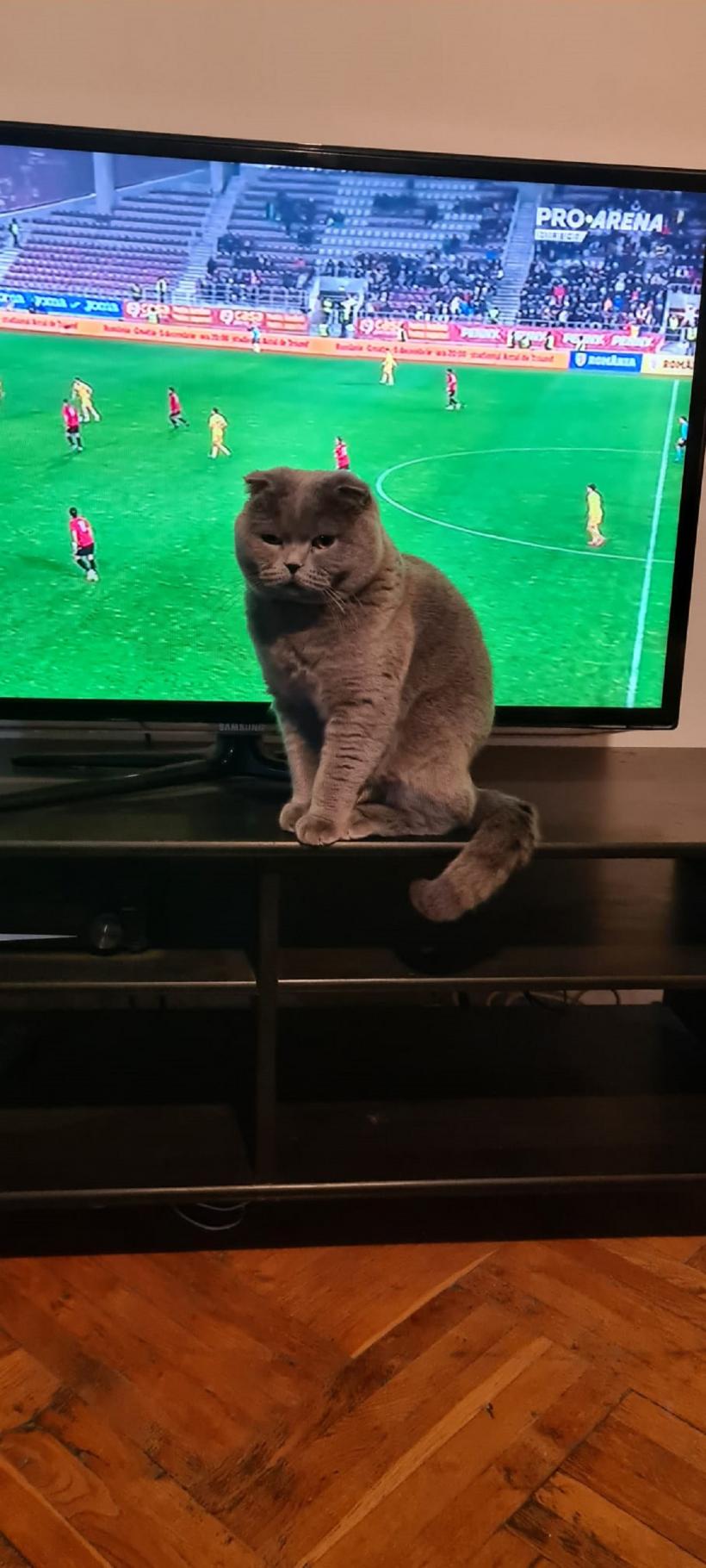 Ce ne „spun” pisicile noastre prin diferite comportamente 18870967