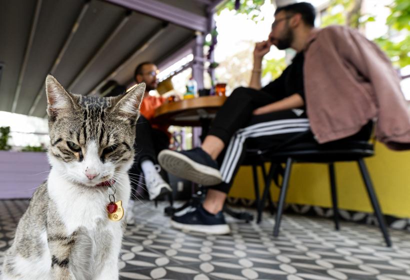 Ce ne „spun” pisicile noastre prin diferite comportamente 18870969