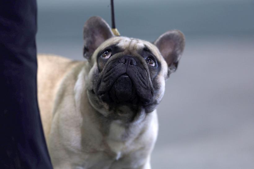 5 rase de câini ușor de îngrijit: Preferă să stea pe canapea, în locul plimbărilor lungi în natură 18871232