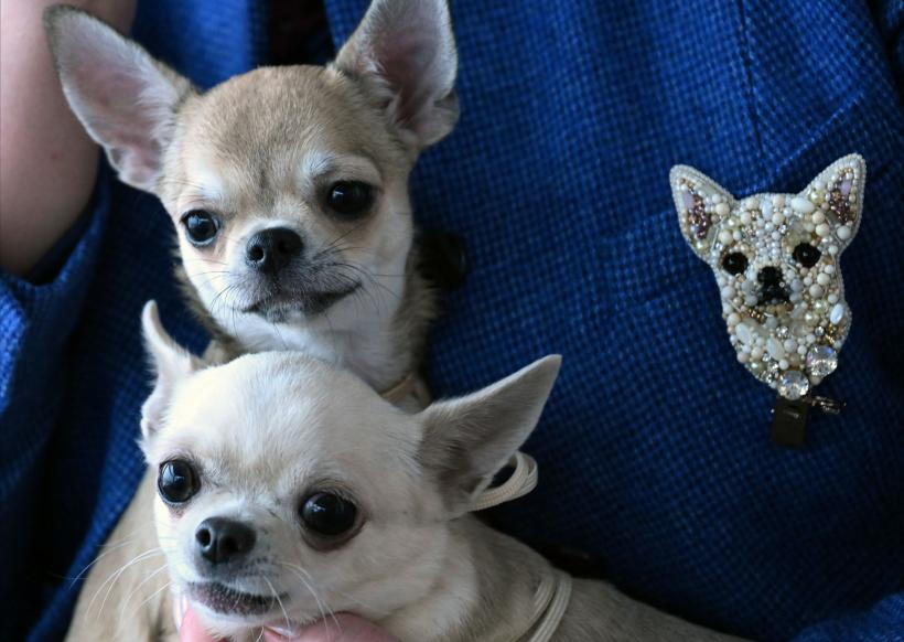 5 rase de câini ușor de îngrijit: Preferă să stea pe canapea, în locul plimbărilor lungi în natură 18871234