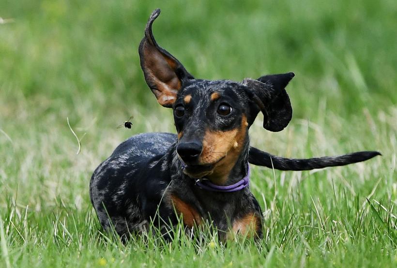 5 rase de câini ușor de îngrijit: Preferă să stea pe canapea, în locul plimbărilor lungi în natură 18871236